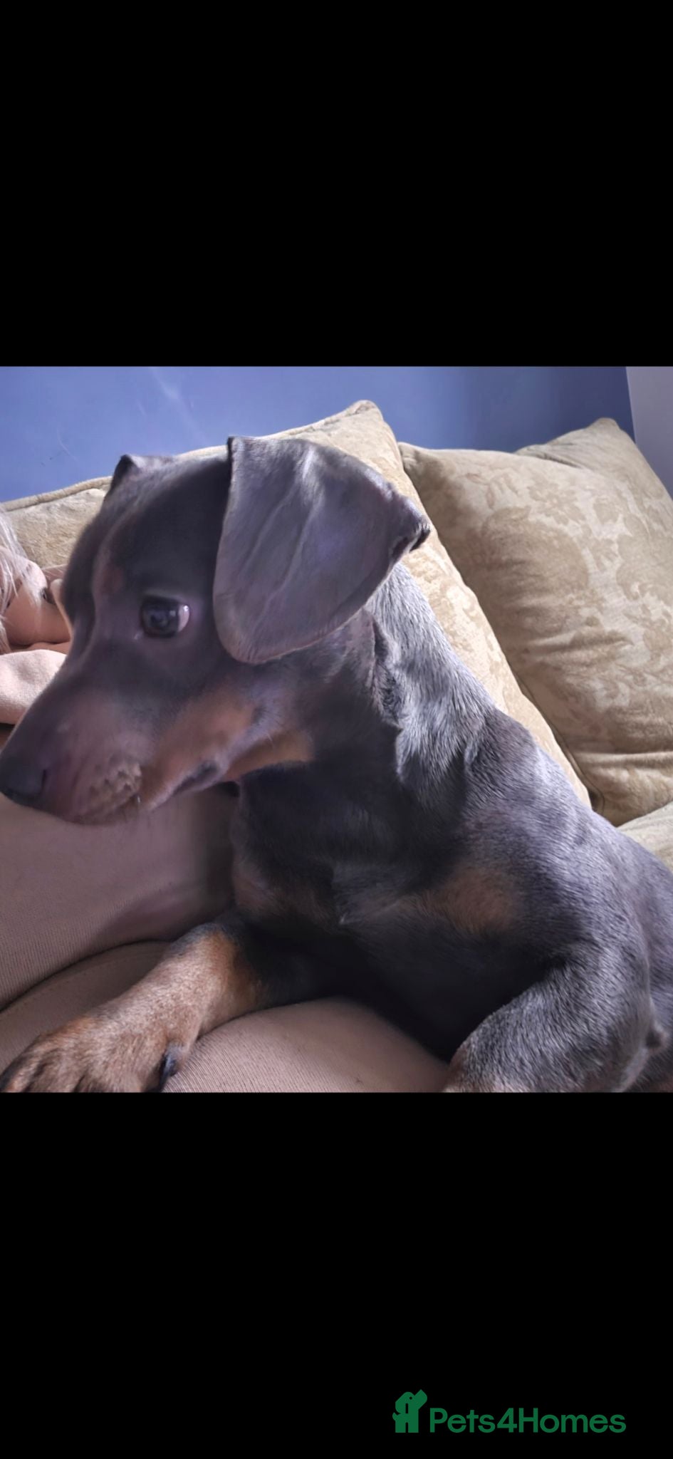 Mixed Breed dogs 2 year old dachshund cross girl  - Advert 1
