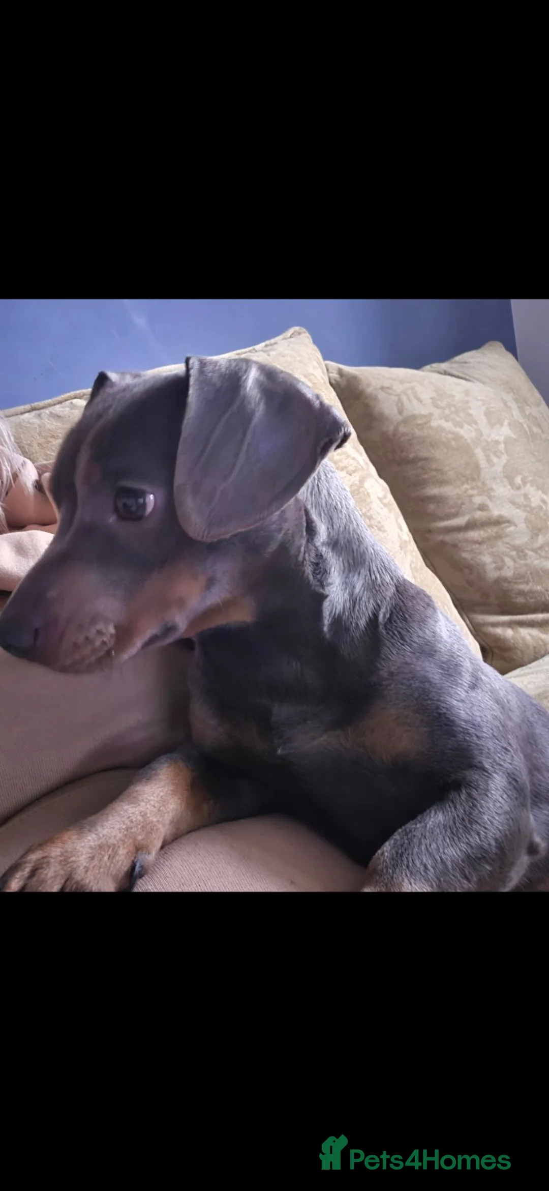 Mixed Breed dogs for sale: 2 year old dachshund cross girl  - Advert 1