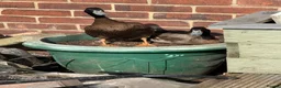 Ducks poultry for sale: Khaki campbell  - Advert 2