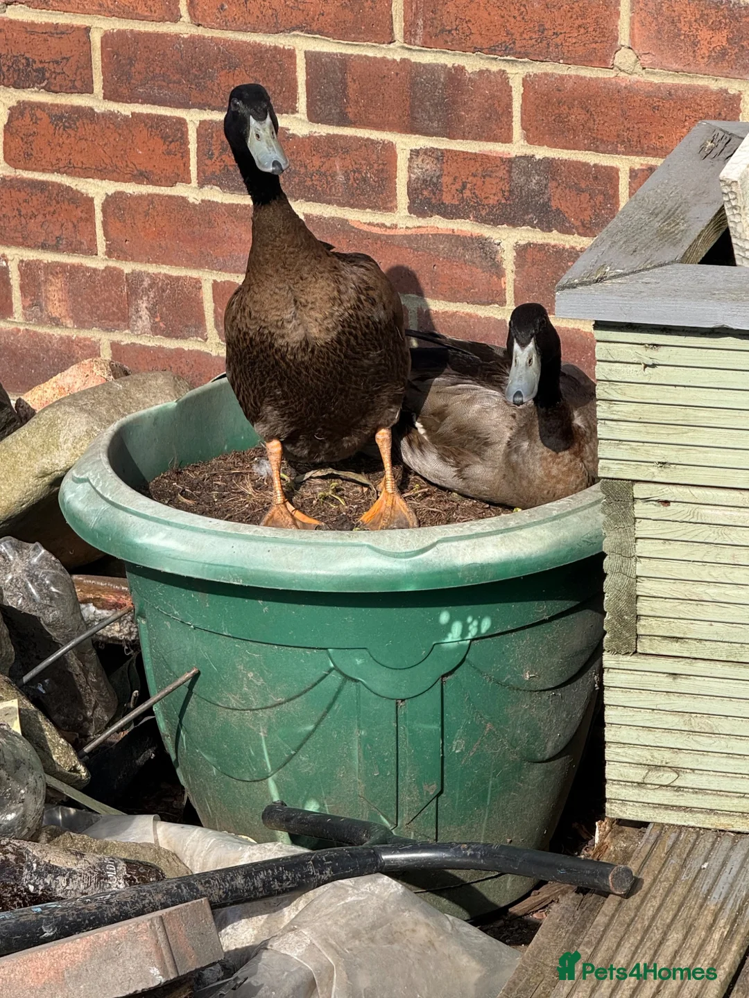 Ducks poultry for sale: Khaki campbell  - Advert 2