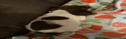 English Springer Spaniel dogs for sale: Springer Spaniel Puppies in Waterlooville - Advert 8