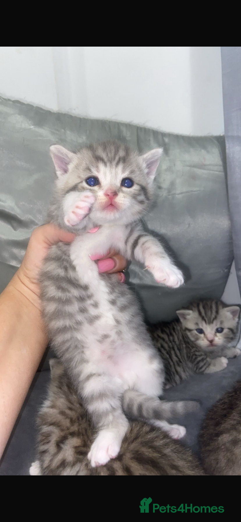 Mixed Breed cats 6 x Stunning Mixed Bengal/British Shorthair Cross  - Advert 11