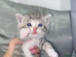 Mixed Breed cats 6 x Stunning Mixed Bengal/British Shorthair Cross - Advert 11