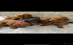 Cockapoo dogs for sale: 🌟 Reserved 🌟 - Image 5