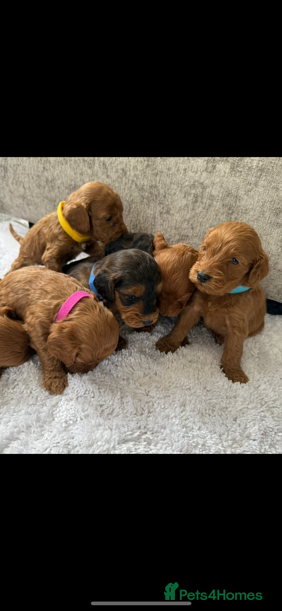 Cockapoo dogs for sale: 🌟 Reserved 🌟 - Image 5