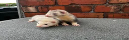 Mixed Breed livestock for sale: Ferret kits  - Advert 3