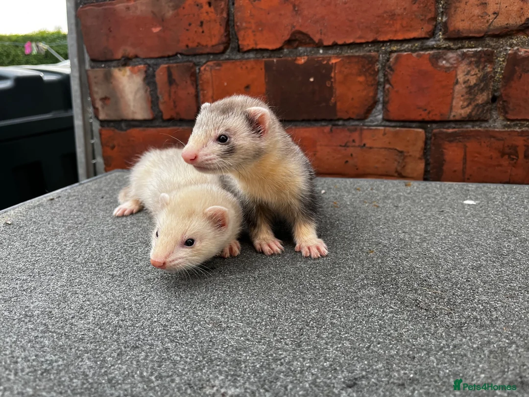 Mixed Breed livestock for sale: Ferret kits  - Advert 3