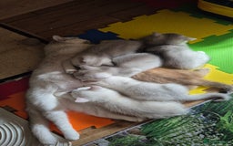 British Shorthair cats for sale: British shorthair  - Image 11