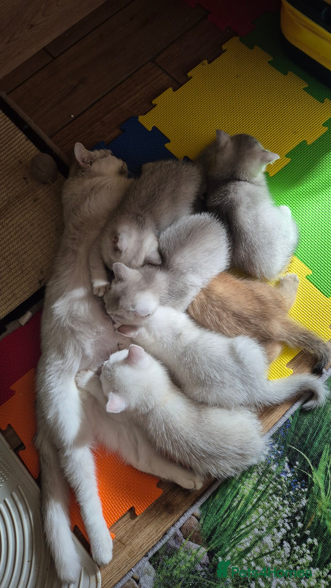 British Shorthair cats for sale: British shorthair  - Image 11