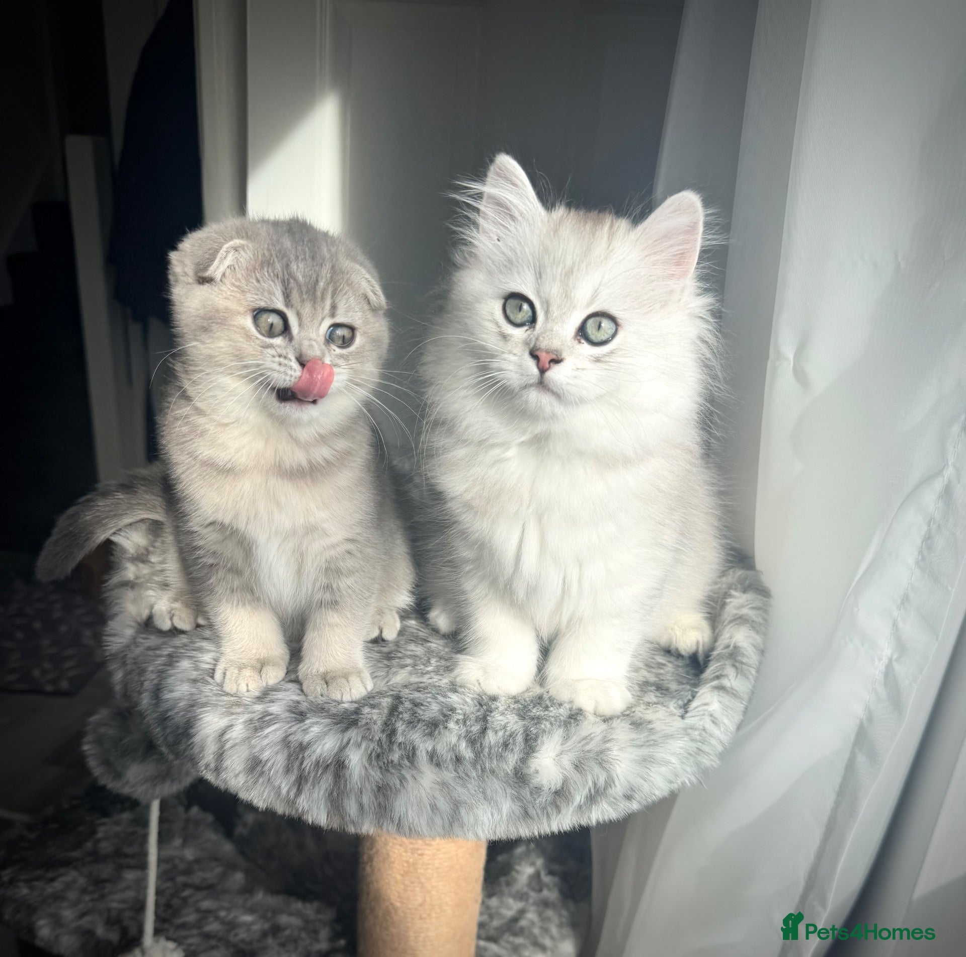 Scottish Fold cats 😻Stunning Scottish fold/straight kittens❤️😍😻 - Advert 5