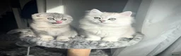 Scottish Fold cats for sale: 😻Stunning Scottish fold/straight kittens❤️😍😻 - Advert 3