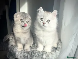 Scottish Fold cats 😻Stunning Scottish fold/straight kittens❤️😍😻 - Advert 5