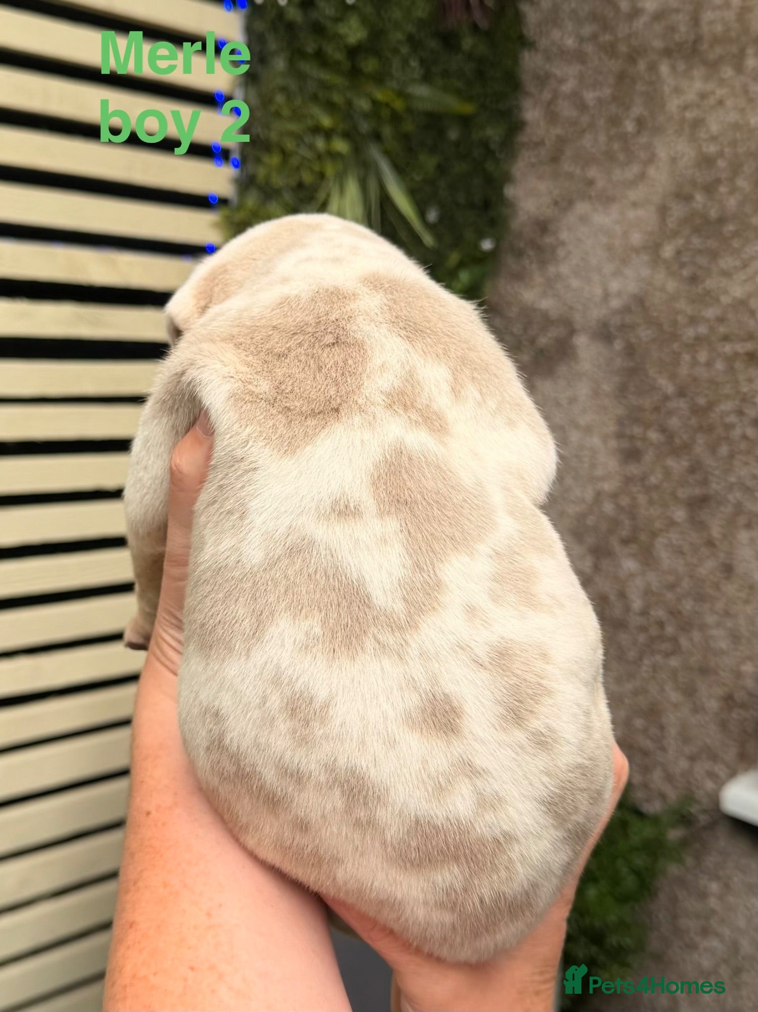 American Bully dogs Top quality pocket bully pups for sale.  - Advert 7