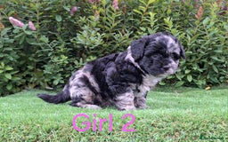 French Bulldog dogs for sale: French Bulldog Froodle Puppies  - Image 24