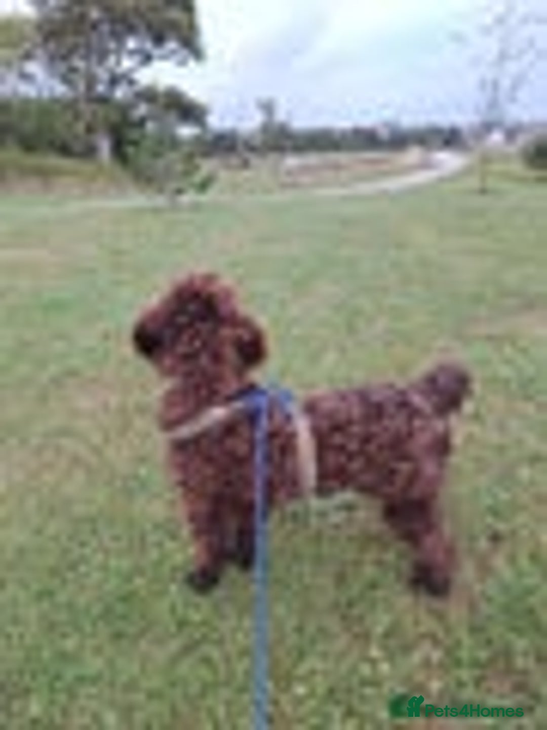 Cockapoo dogs for sale: 1 female left beautiful F2 Cockapoo puppies  - Advert 5