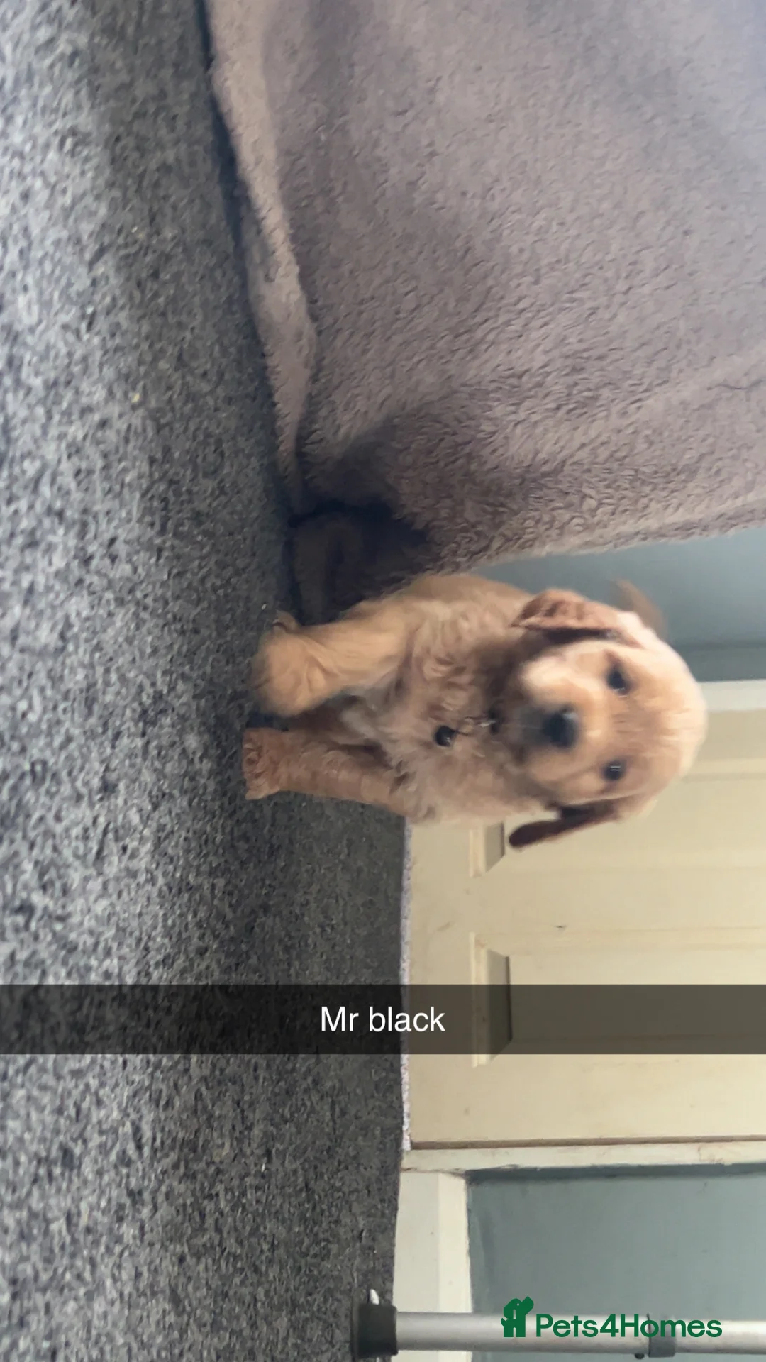Goldendoodle dogs for sale: F1 golden doodle 5 left viewings now available. - Advert 2