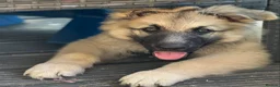 German Shepherd dogs for stud: Long haired German shepherd KC registered stud  - Advert 5