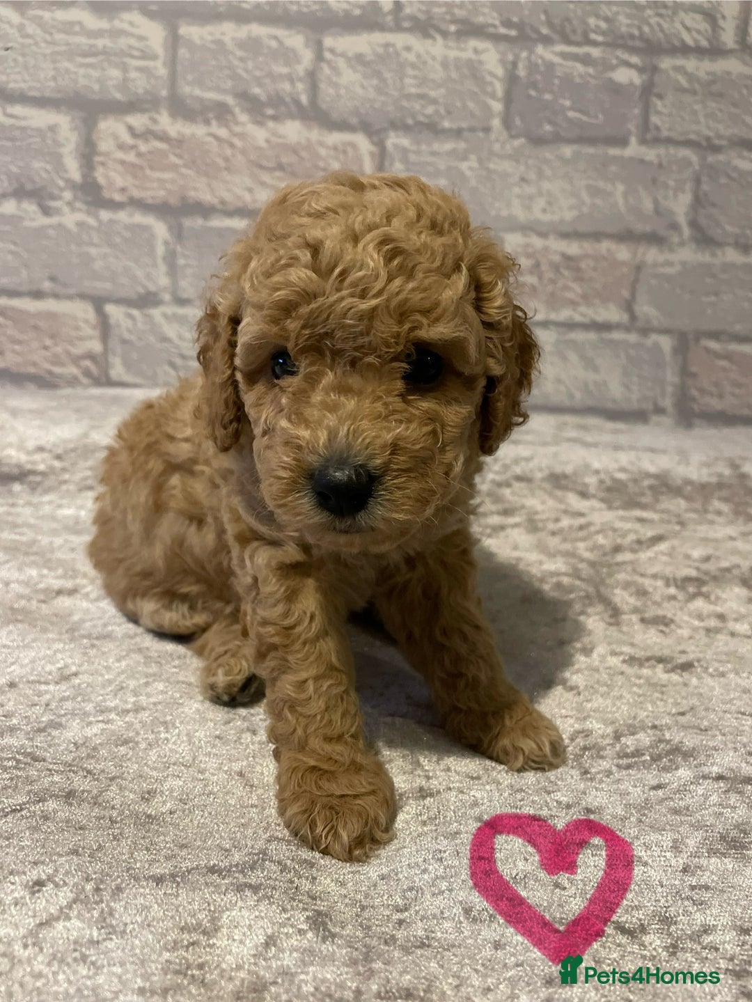 Labradoodle dogs for sale: Beautiful Miniature labradoodles  - Image 5