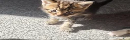 Mixed Breed cats for sale: Maine coon cross Persian  - Advert 7