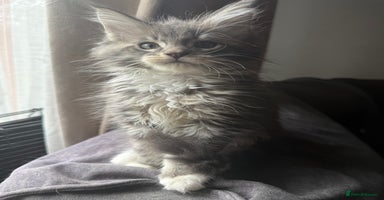 Maine Coon cats - Advert 16