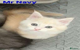 Maine Coon cats for sale: GCCF Pedigree Rare Red Shaded Silver Maine Coons - Advert 3