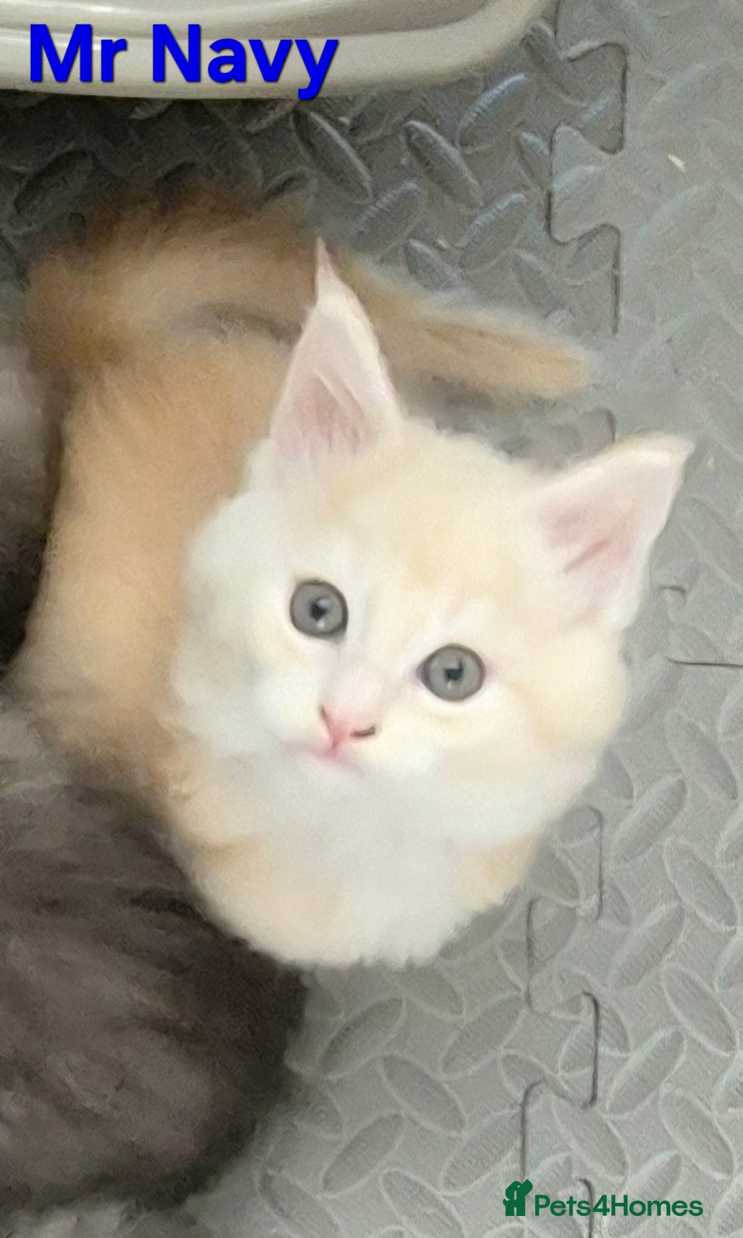 Maine Coon cats for sale: GCCF Pedigree Rare Red Shaded Silver Maine Coons - Advert 3