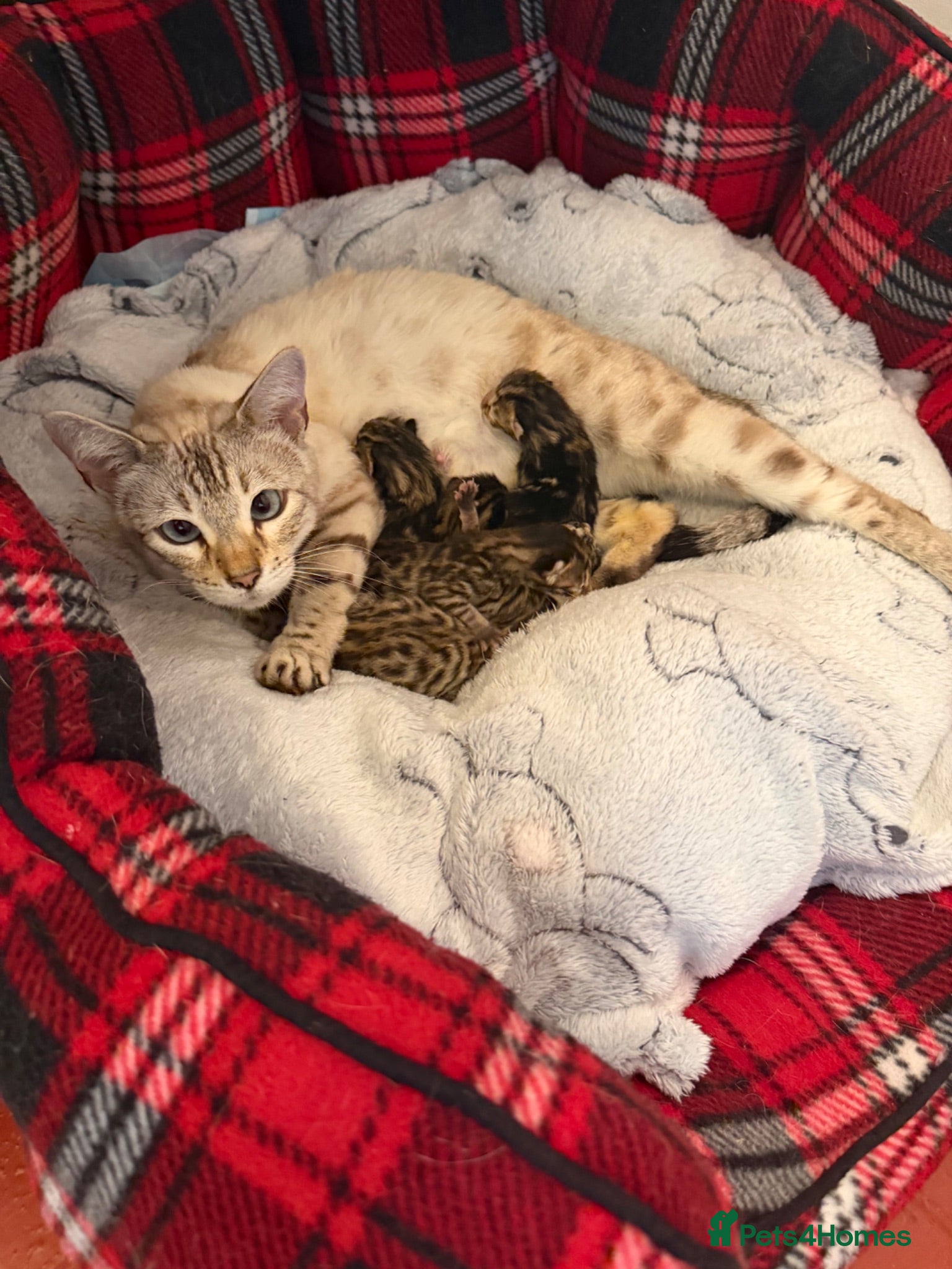 Bengal cats for sale: Bengal kittens Mum is Tica registered  - Advert 1