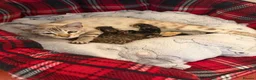 Bengal cats for sale: Bengal kittens Mum is Tica registered  - Advert 1