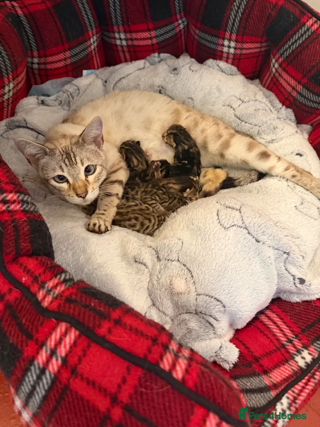 Bengal cats for sale: Bengal kittens Mum is Tica registered  - Advert 1