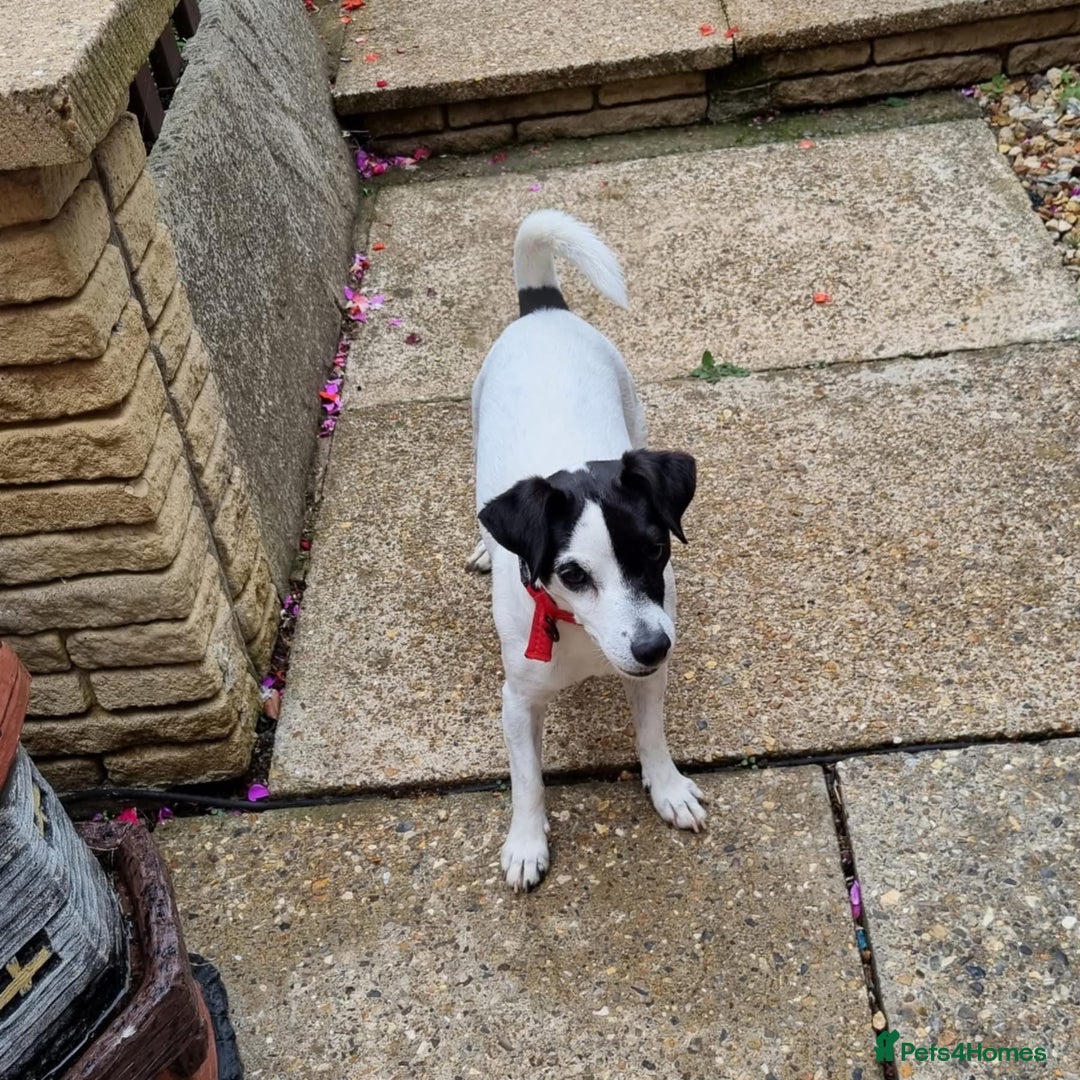 Jack Russell dogs for adoption: Brazen - Fakenham Norfolk  - Image 6
