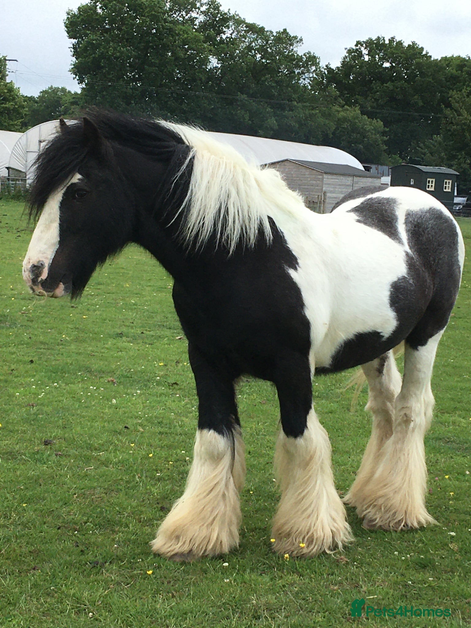 Irish Cob horses Looking for a new home - Advert 1