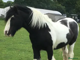 Irish Cob horses Looking for a new home - Advert 1