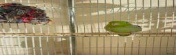 Parakeets birds for sale: Parakeet with cage - Advert 2
