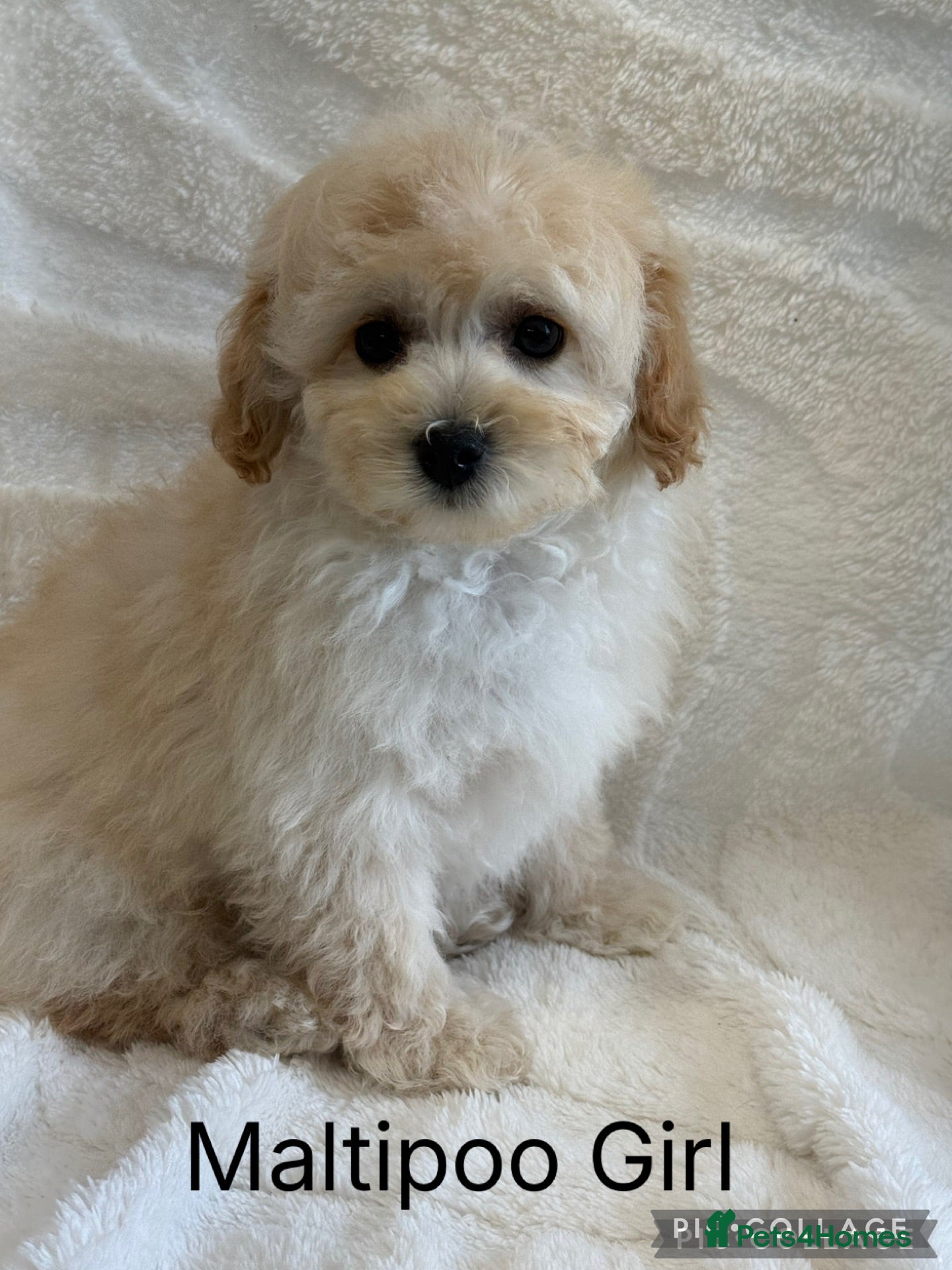 Maltipoo dogs Gorgeous Teddy Bear F1 Maltipoo READY NOW - Advert 2