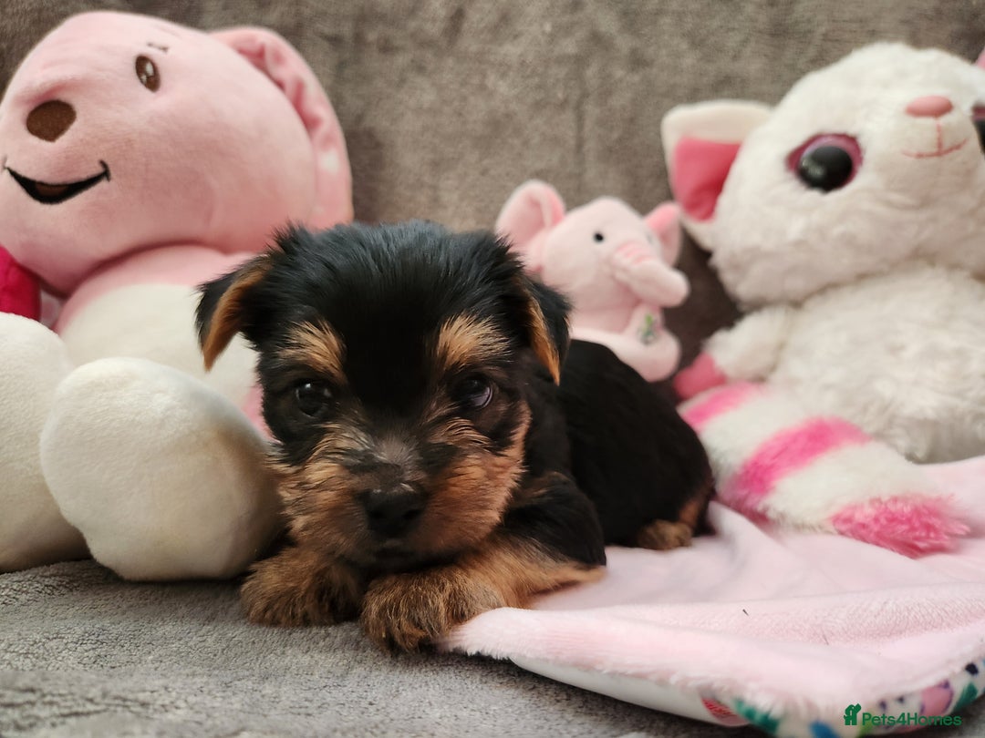 Yorkshire Terrier dogs for sale: 6 beautiful yorkie puppies - Image 13