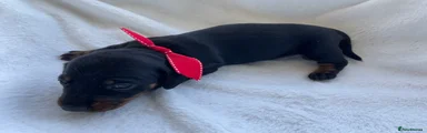 Miniature Dachshund Puppy 2