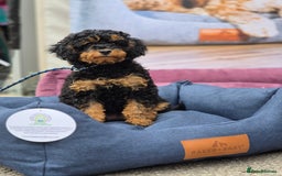 Toy Poodle dogs for sale: Toy Poodles incl. One Phantom boy - Image 12