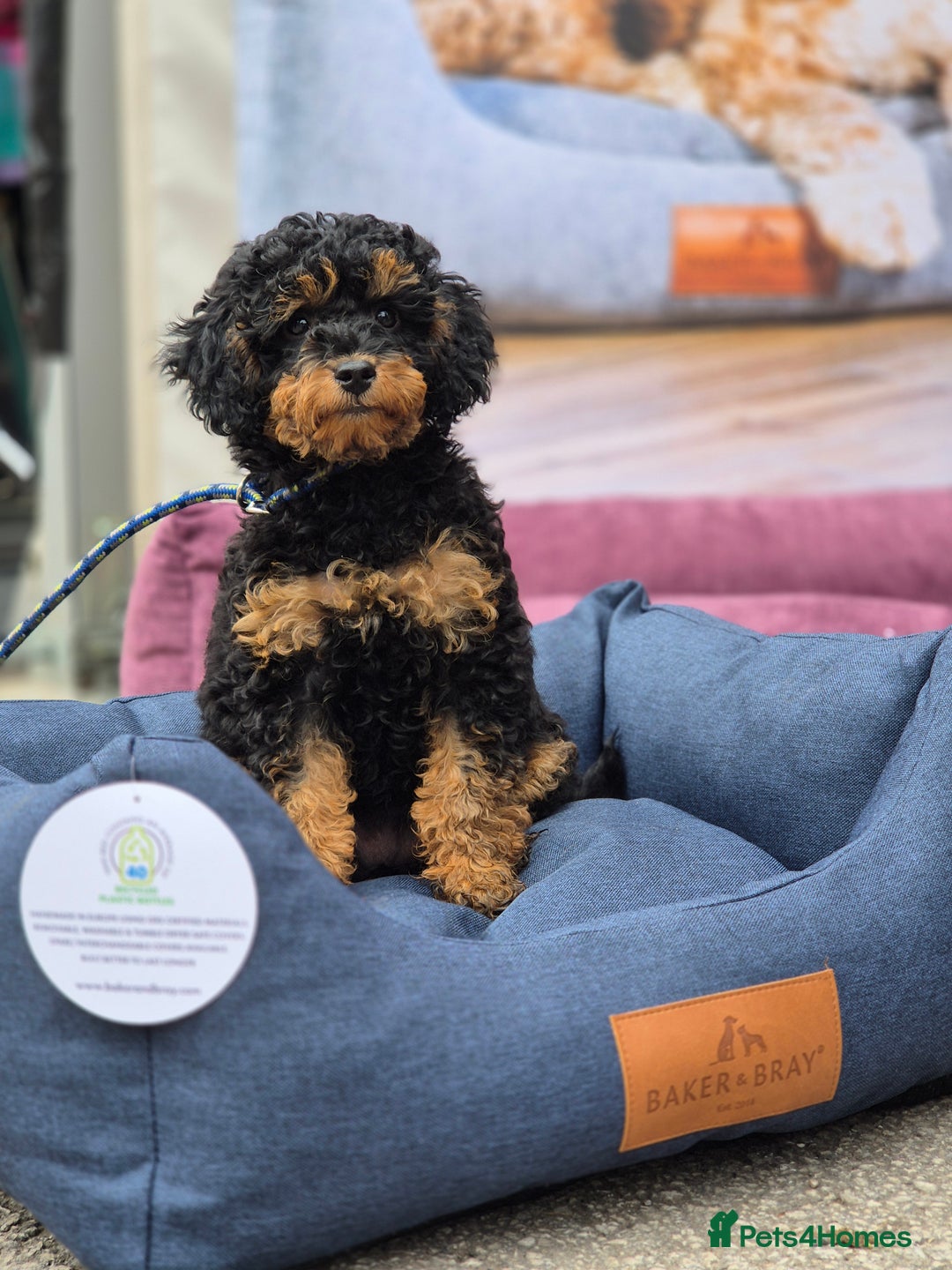 Toy Poodle dogs for sale: Toy Poodles incl. One Phantom boy - Image 12