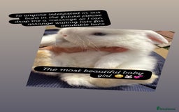 Mini Lop rabbits for sale: Gorgeous Mini Lops  - Image 2