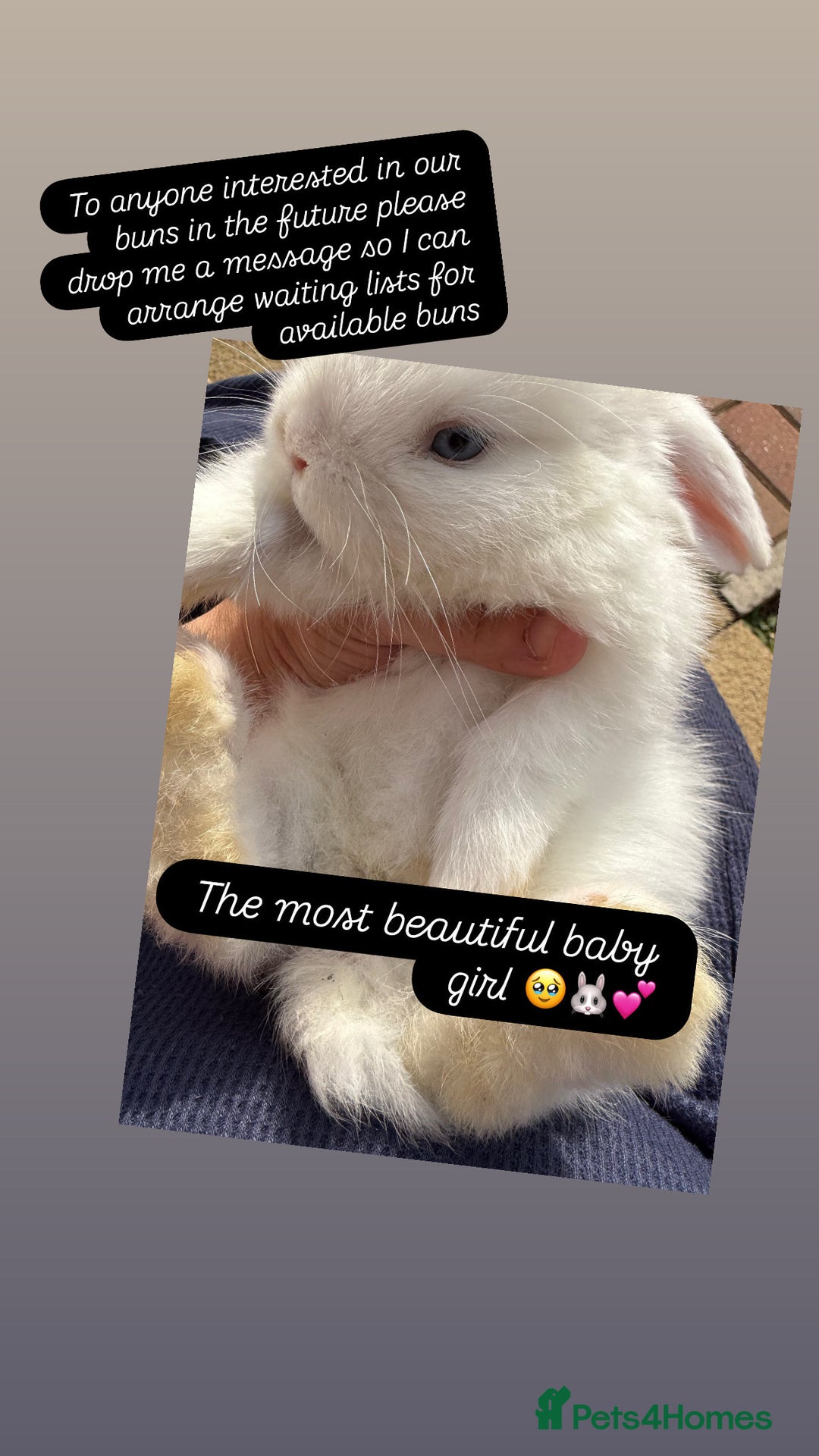 Mini Lop rabbits for sale: Gorgeous Mini Lops  - Image 2