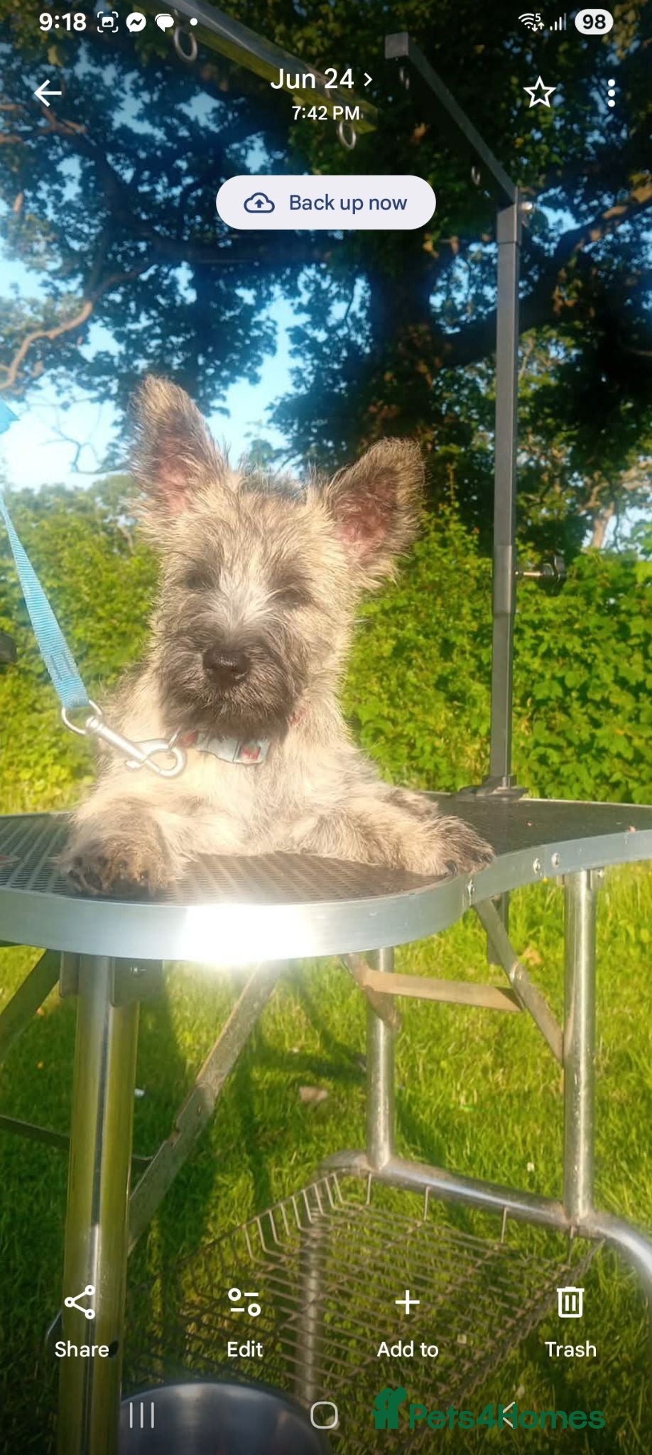 Cairn Terrier dogs KC registered Cairn terriers - Advert 1