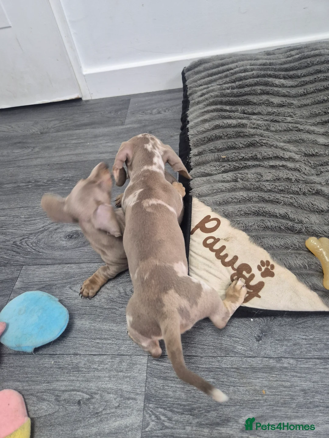 Miniature Dachshund dogs for sale: 2 pups available  - Advert 2