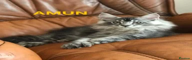 Amun