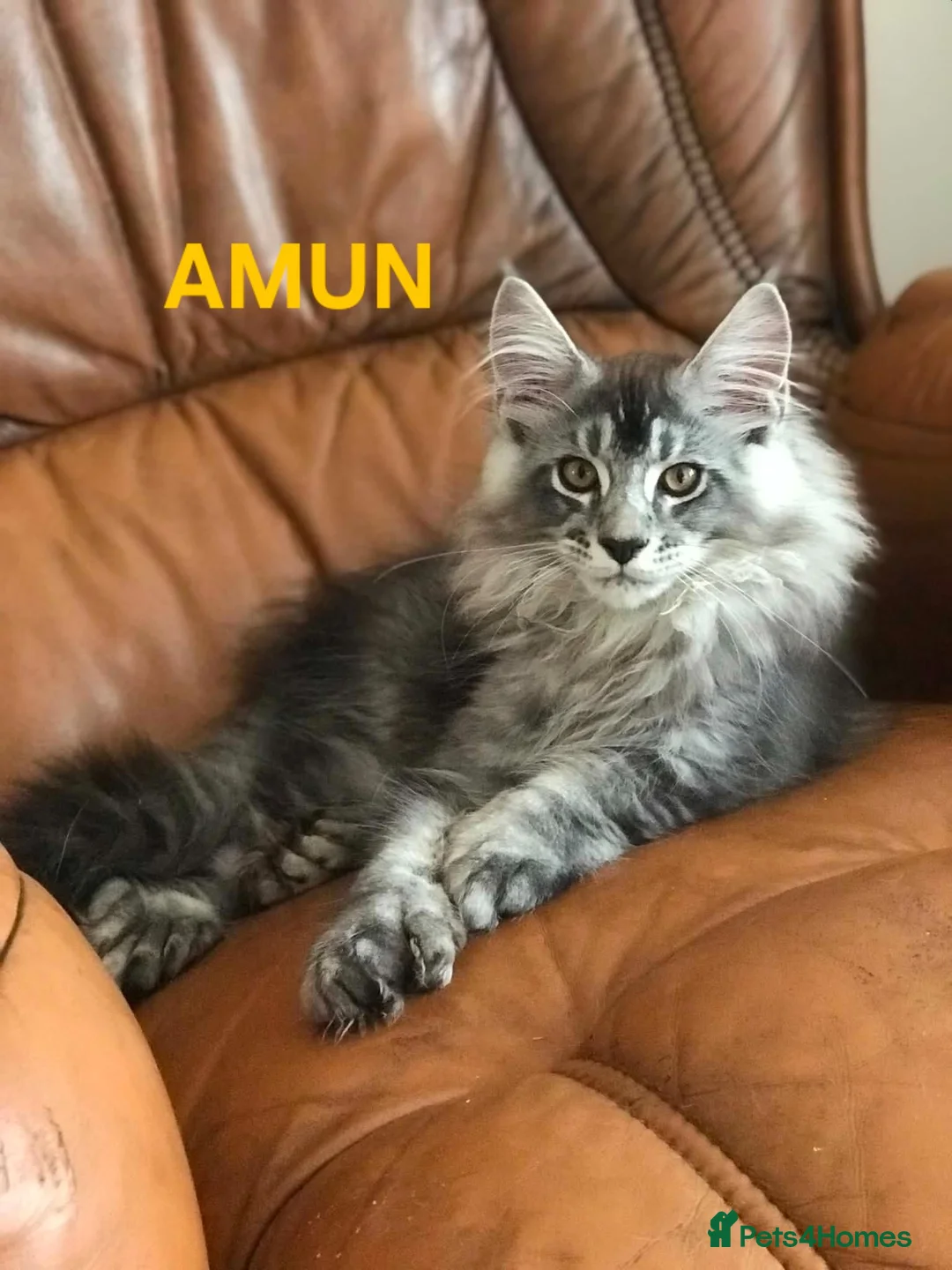 Maine Coon cats for sale: POLYDACTYL MAINE COON KITTENS - Advert 9