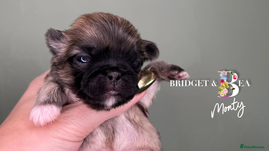 Pekingese dogs for sale: 🩷QUALITY BOYS & GIRLS🩵 - Advert 4