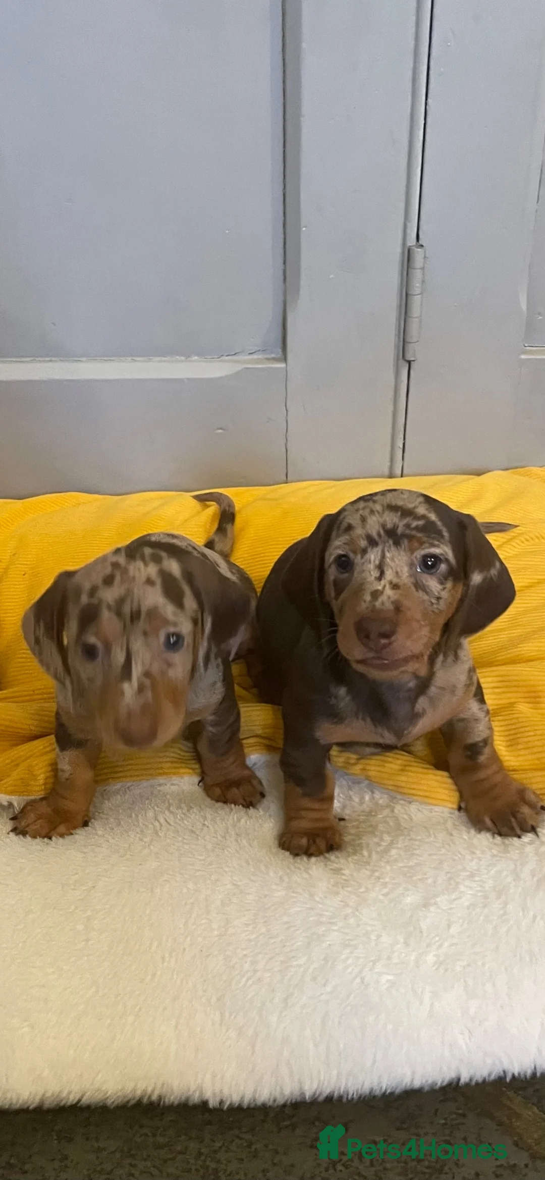 Dachshund dogs for sale: Dachsund Dapple puppies  - Advert 2