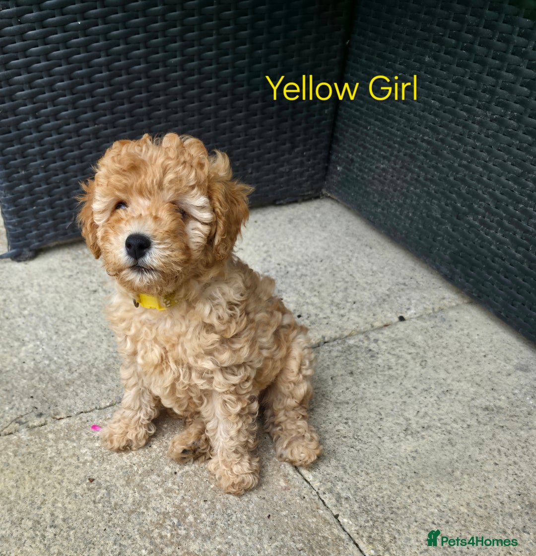 Cavapoo dogs for sale: F1b Toy Cavapoo Puppy last little Girl - Image 12