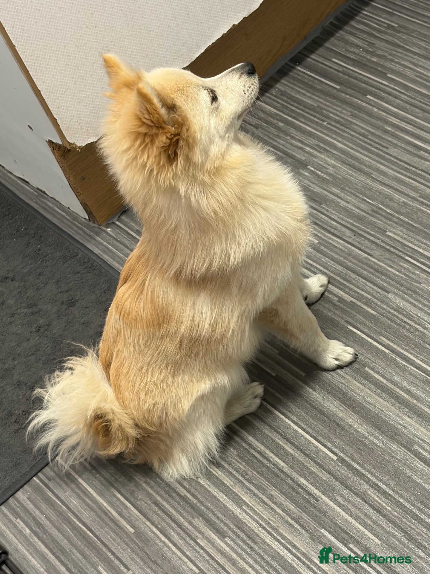Pomeranian dogs 6month Pomeranian🩷 - Advert 3