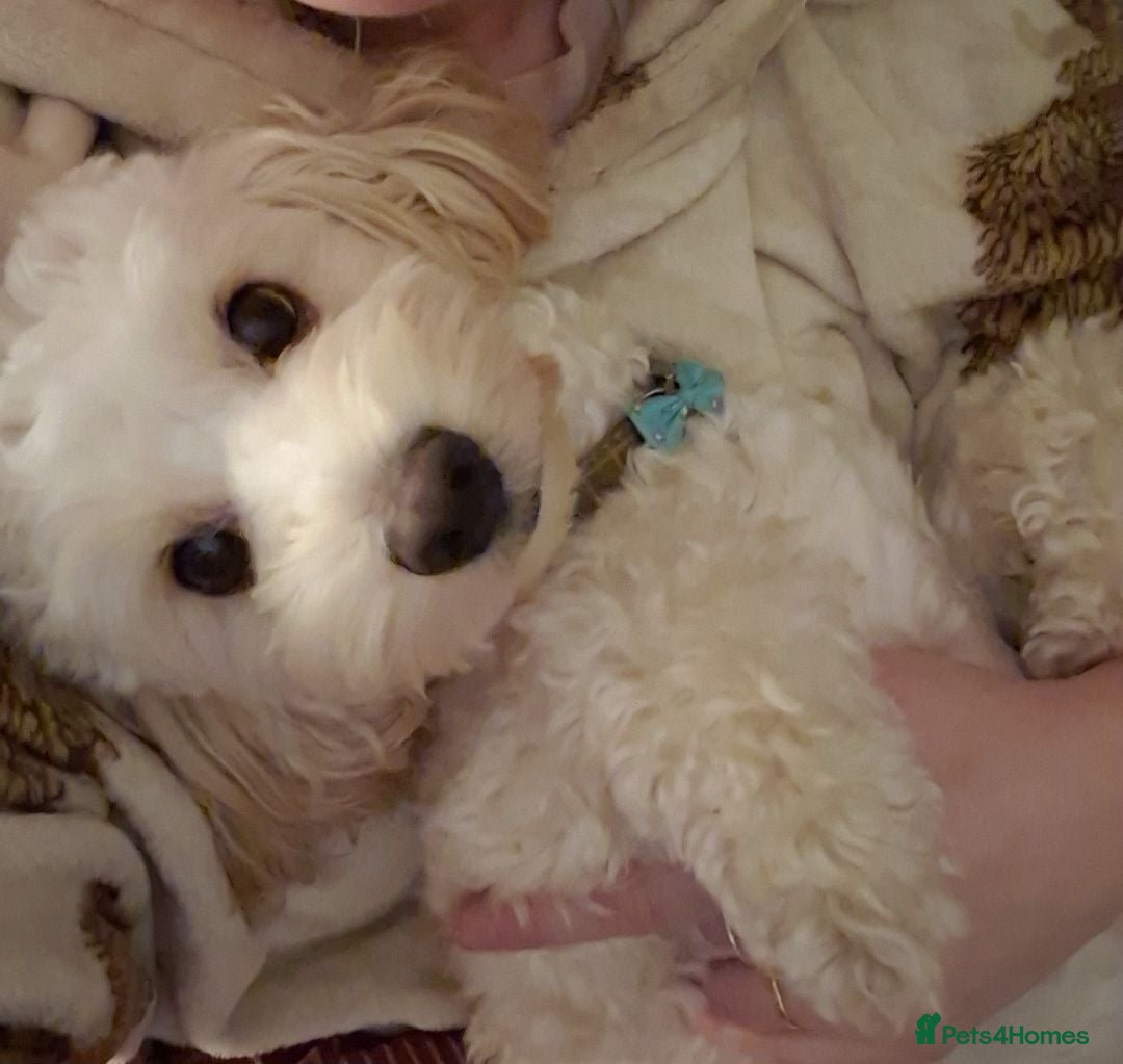 Mixed Breed dogs Beautiful cockerchon for stud - Advert 2