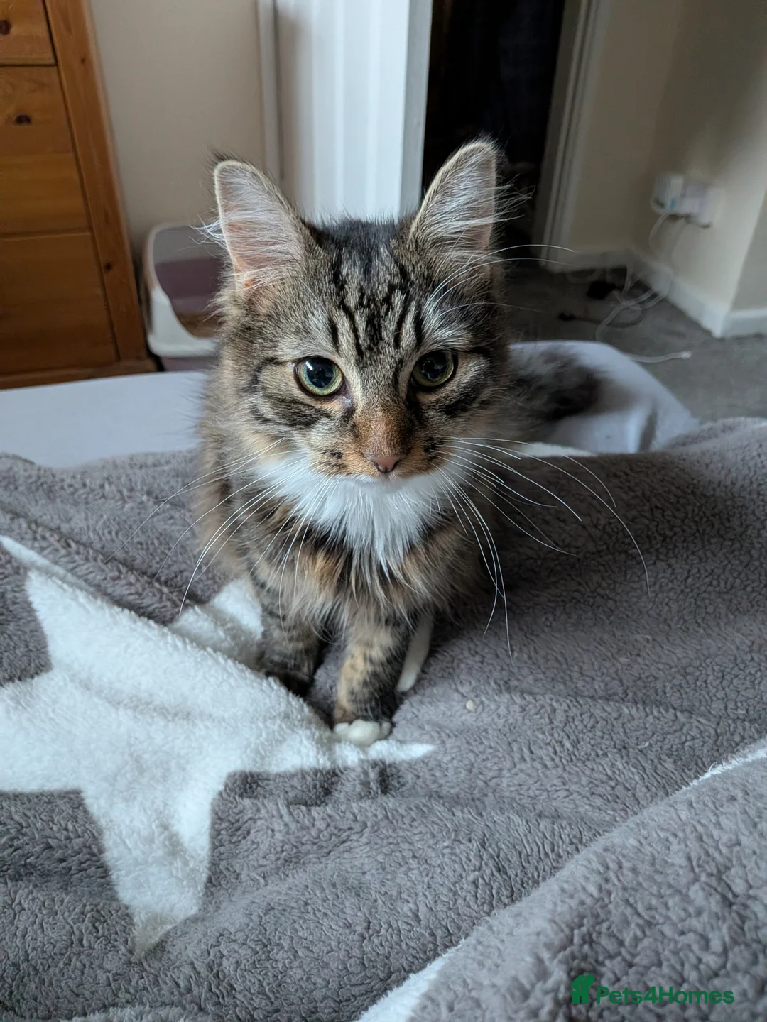 Mixed Breed cats for sale: Male kitten 7 months old  in Coventry - Advert 1